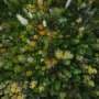 Tree species diversity protects forests from climate extremes, study finds