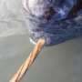 Scientists discover how narwhals grow nature's only straight tusk